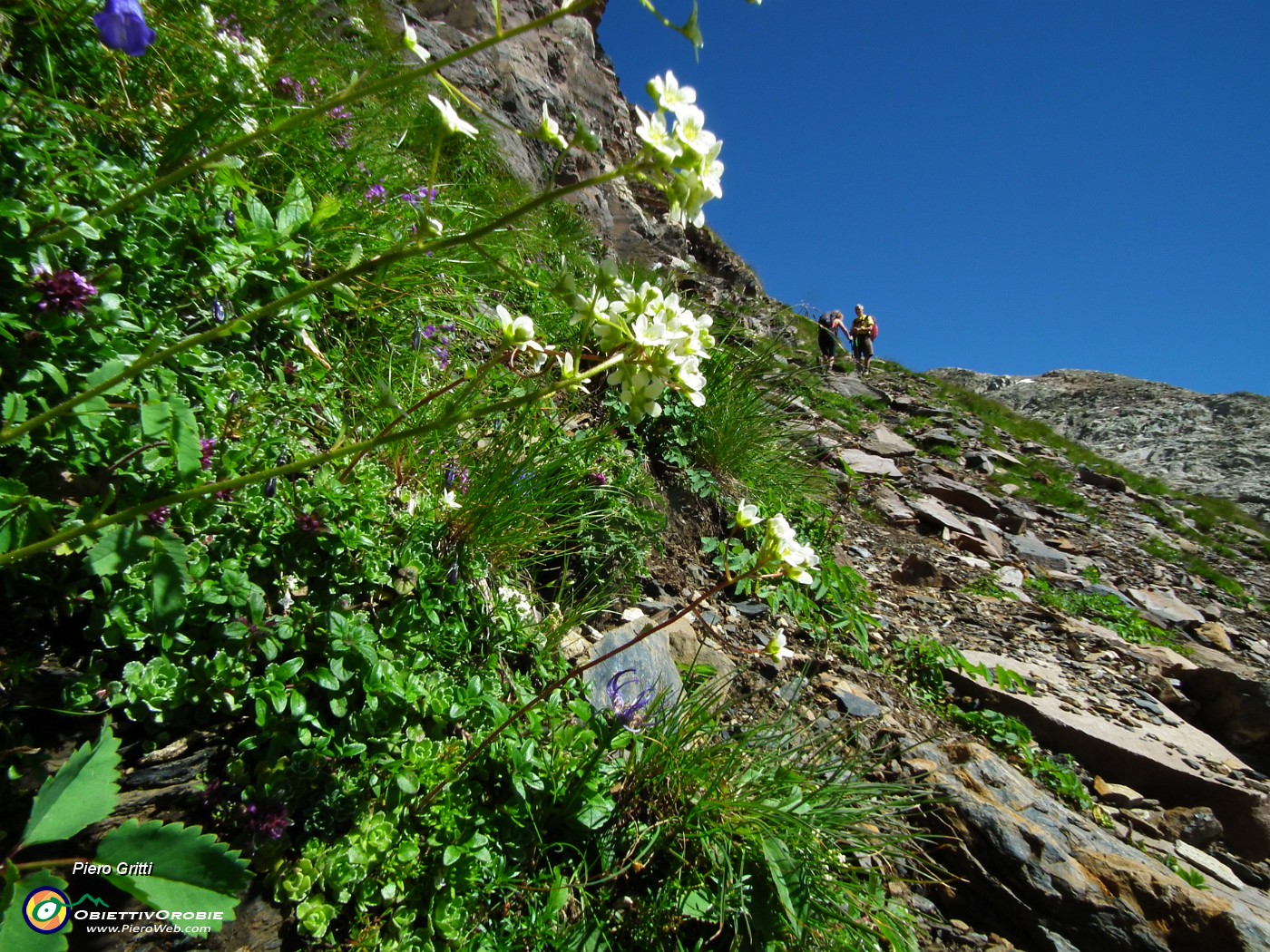 56 Valeriana delle rupi.JPG